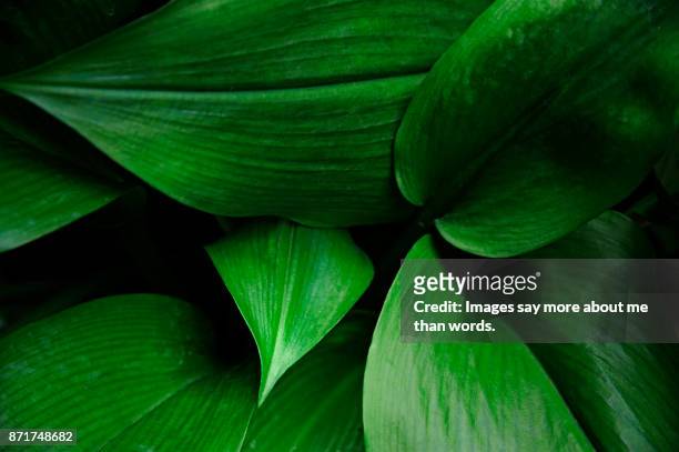 set of leaves forming a beautiful pattern. - luxuriant stock pictures, royalty-free photos & images