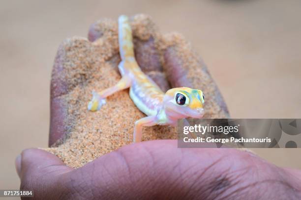 palmato gecko - geco foto e immagini stock