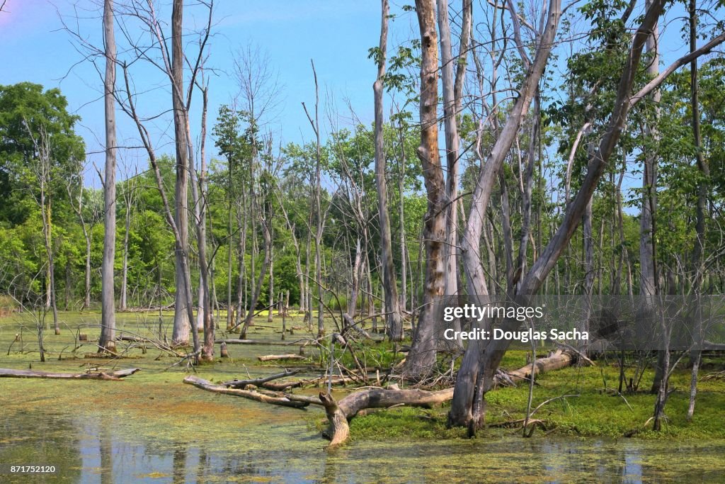 Murky swamp area, Metroparks, Cleveland, Ohio, USA