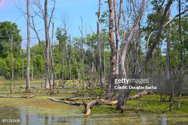 967 Freshwater Swamp Habitat Photos and Premium High Res Pictures - Getty  Images