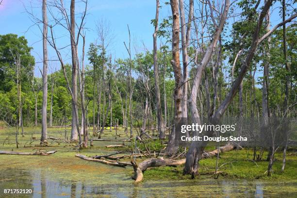 967 Freshwater Swamp Habitat Photos and Premium High Res Pictures - Getty Images 967 Freshwater Swamp Habitat Photos and Premium High Res Pictures - Getty Images