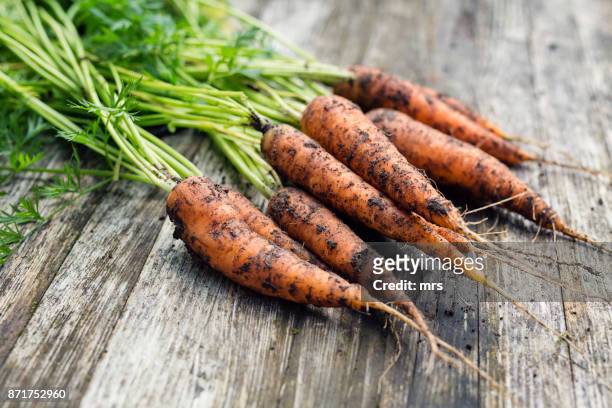 fresh carrots - möhre stock-fotos und bilder