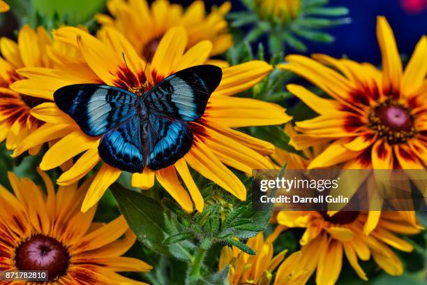 red flasher butterfly - flasher stock pictures, royalty-free photos & images