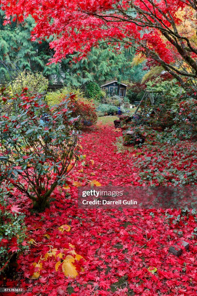 Fall Colors in Garden