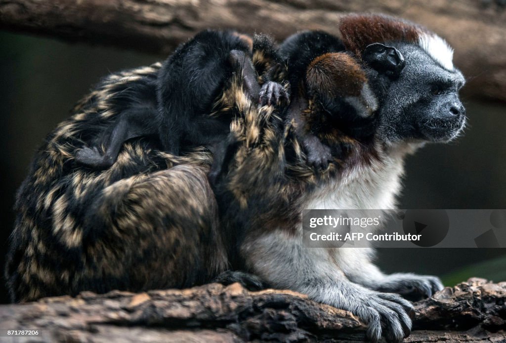 COLOMBIA-ANIMALS-MONKEYS