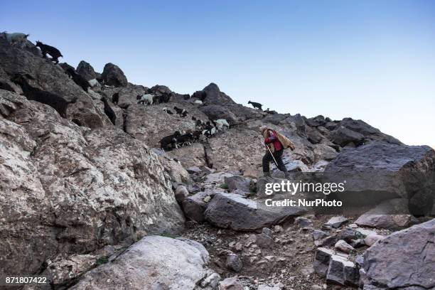 Berber herdsman takes a flock of goats high up to about 3000 meters above the sea level in Atlas mountains, Morocco on October 20, 2017. Berber...