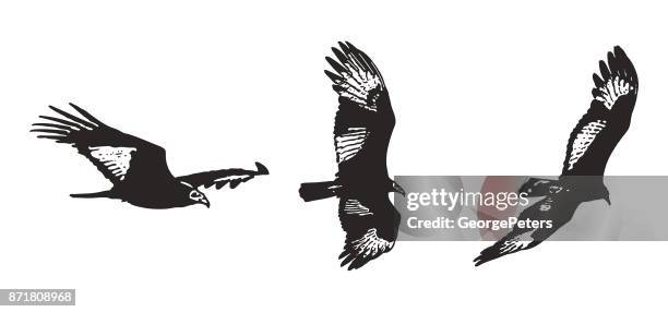 flying turkey vulture silhouettes - turkey vulture flying stock illustrations