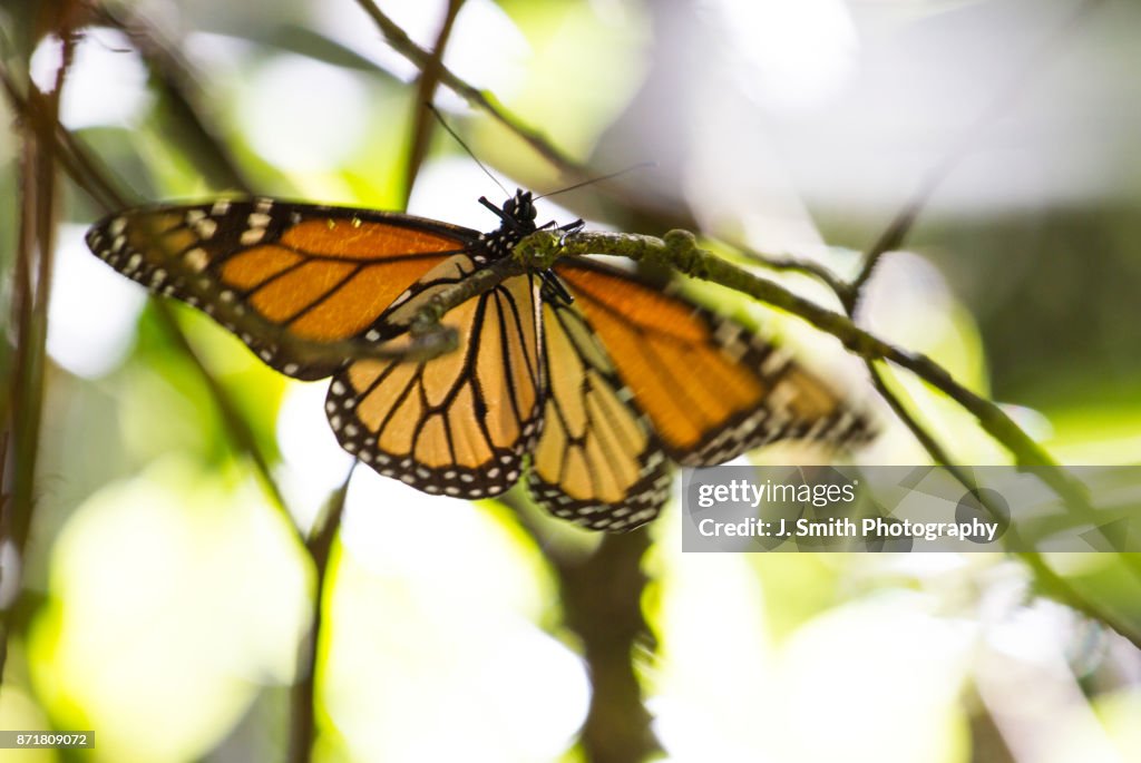 Monarch Butterfly in Valle de Bravo Mexico