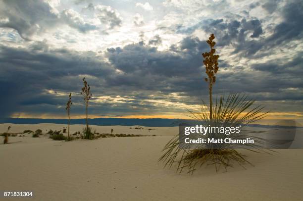 white sands national monument and yucca plants - yucca stock pictures, royalty-free photos & images