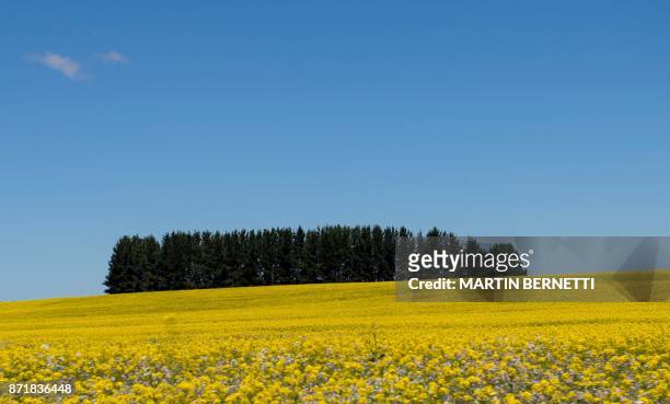 View of thousands of yellow flowers called Colza in Temuco, some 680 km south of Santiago, November 08, 2017.