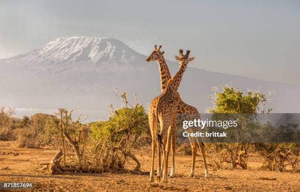 paisaje africano con jirafas y kiimanjaro, selenkay, amboseli, kenia - parque nacional de amboseli fotografías e imágenes de stock