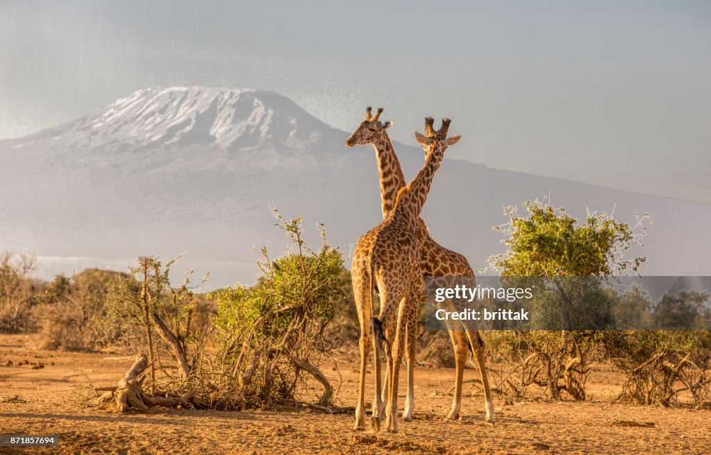 African landscape with giraffes and Kiimanjaro, Selenkay, Amboseli, Kenya