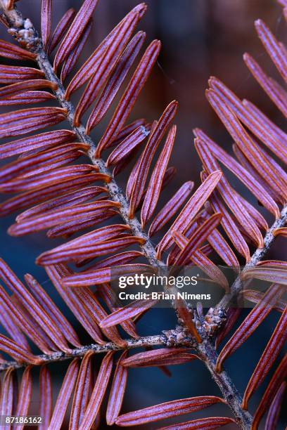 dried evergreen branch - abies balsamea stock pictures, royalty-free photos & images