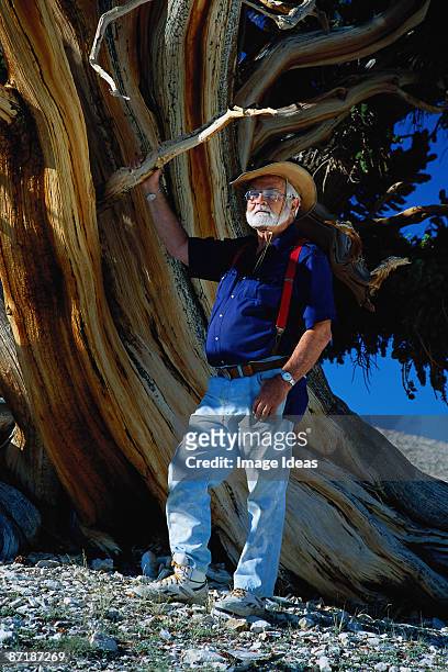mature man by tree, white mountains, ca - white mountains kalifornien bildbanksfoton och bilder