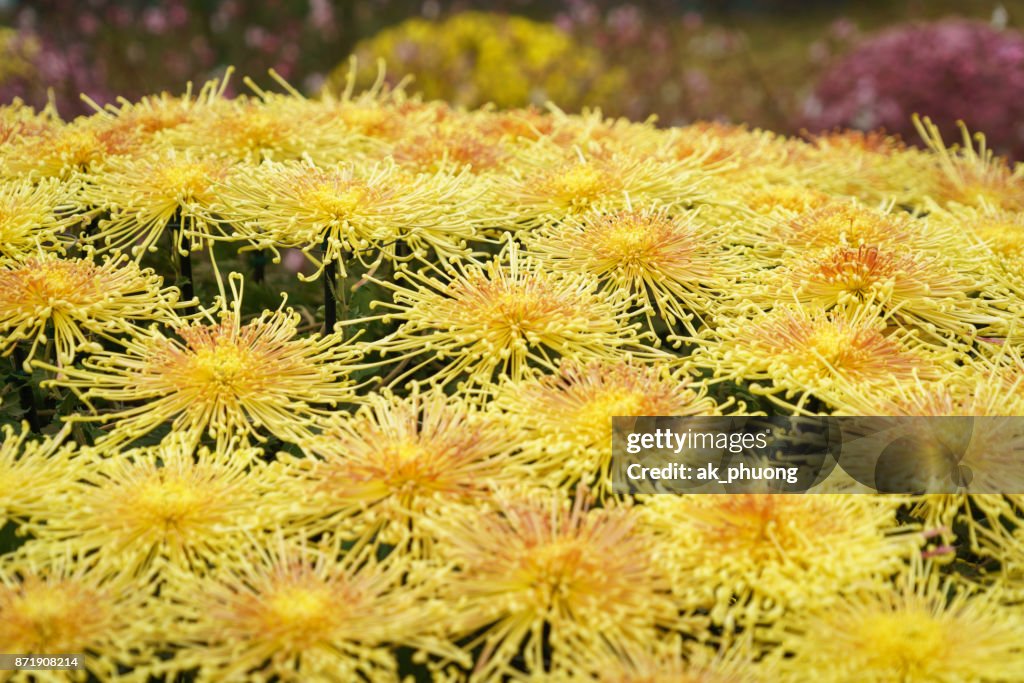 Yellow daisy flowers