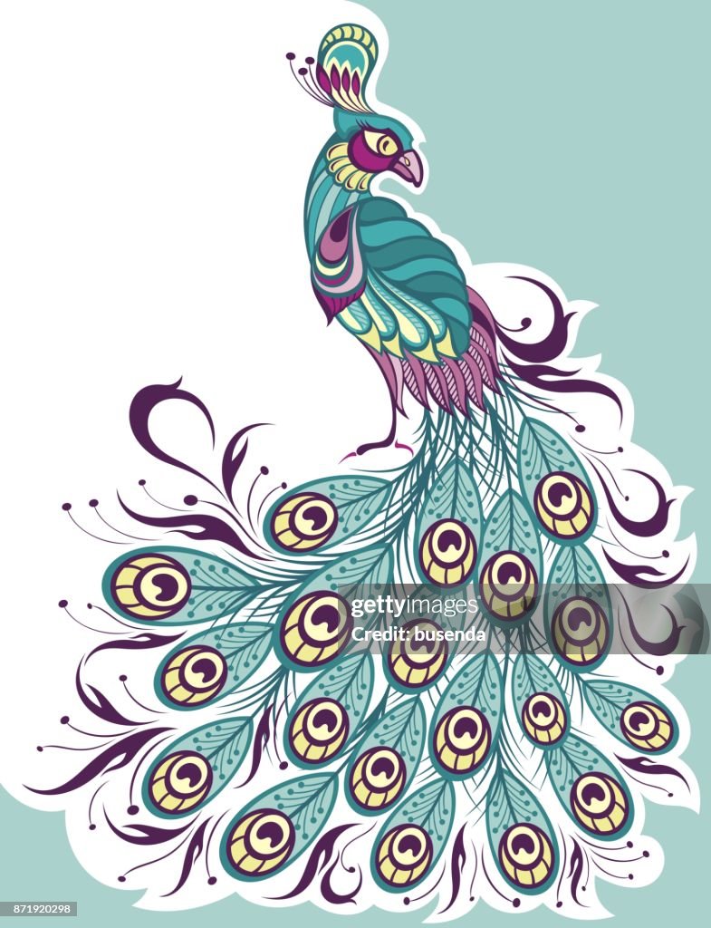 Pavo Real Dibujo Vectorial Ilustración de stock - Getty Images Pavo Real Dibujo Vectorial Ilustración de stock - Getty Images