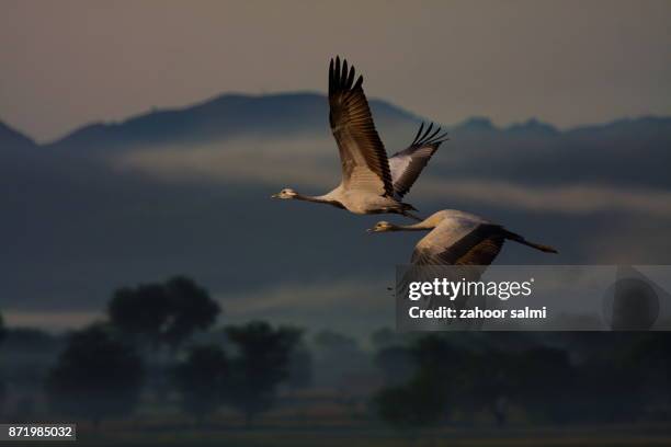 demoiselle crane - demoiselle crane stock pictures, royalty-free photos & images