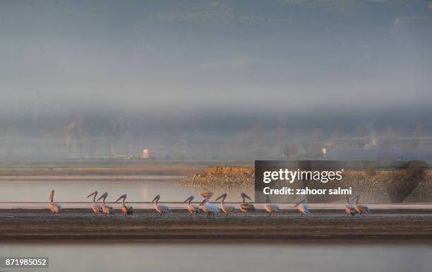 dalmatian pelican - pelecanus crispus stock pictures, royalty-free photos & images