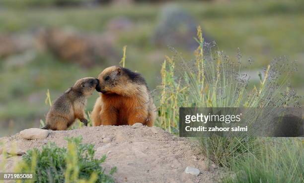 golden marmot - skardu stock pictures, royalty-free photos & images