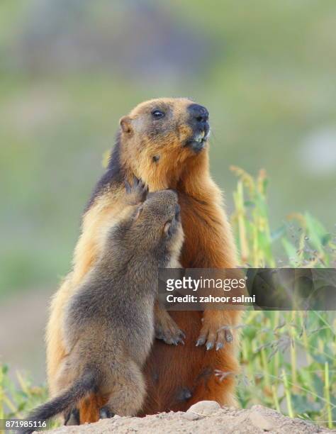golden marmot - skardu stock pictures, royalty-free photos & images