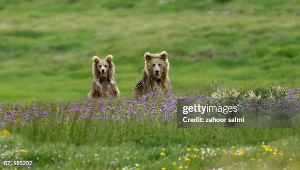 himalayan brown bear - skardu stock pictures, royalty-free photos & images