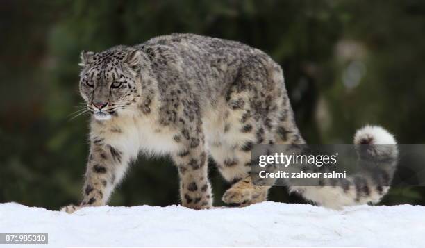 snow leopard - snow leopard fotografías e imágenes de stock