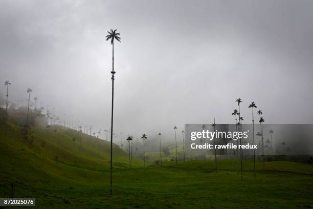 a surreal landscape - valle de cocora stock pictures, royalty-free photos & images