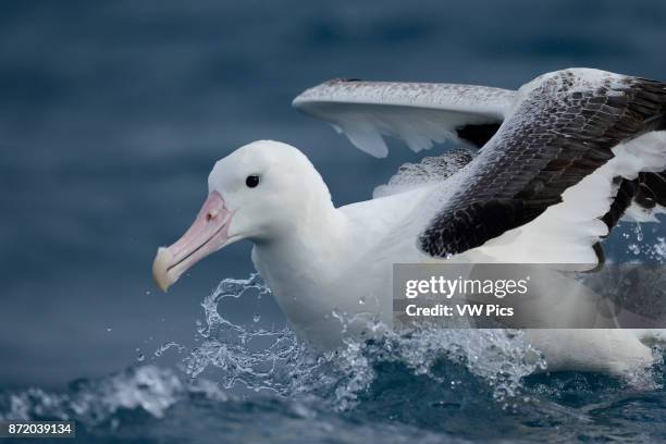 Southern royal albatross on the sea.