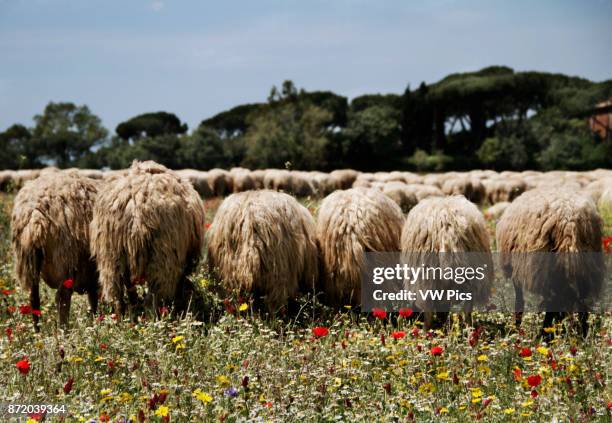 Sheeps at the Appia Antica Park.