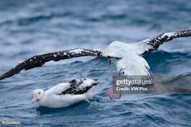 Two southern royal albatross, one on the sea and the other in flight.