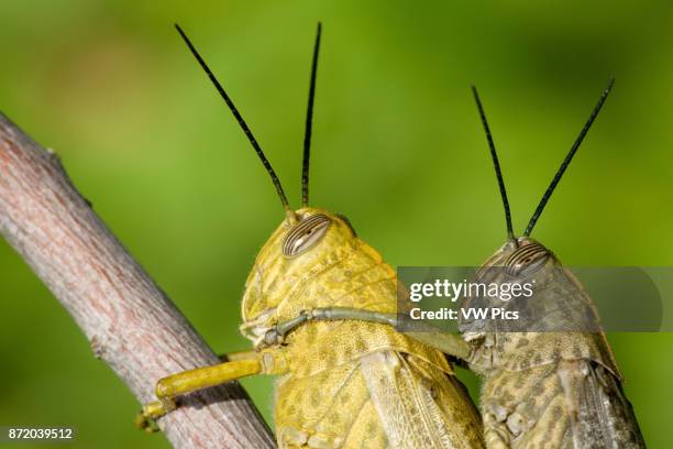 Mating Grasshoppers Photos and Premium High Res Pictures - Getty Images