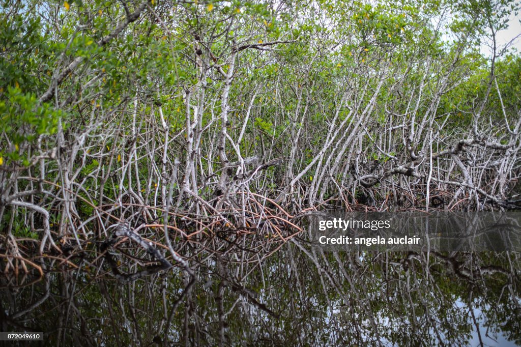 Tourist in Everglades City Airboat Ride