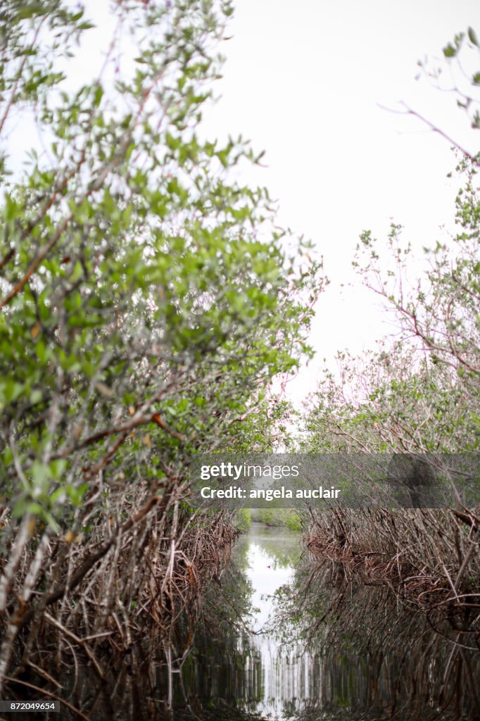 Tourist in Everglades City Airboat Ride