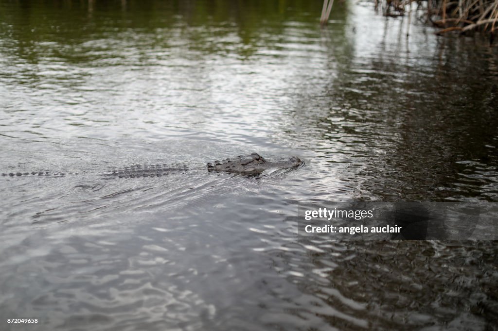 Tourist in Everglades City Airboat Ride