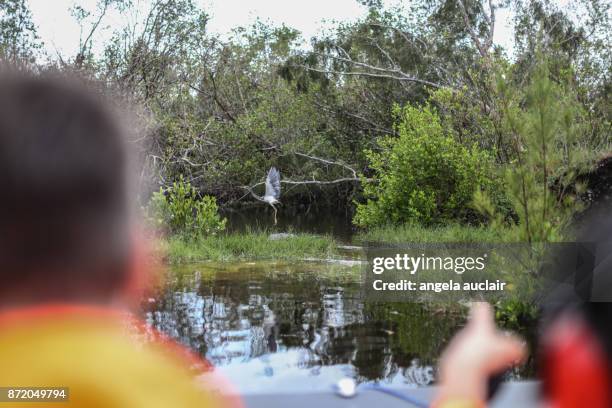 tourist in everglades city airboat ride - angela auclair fotografías e imágenes de stock