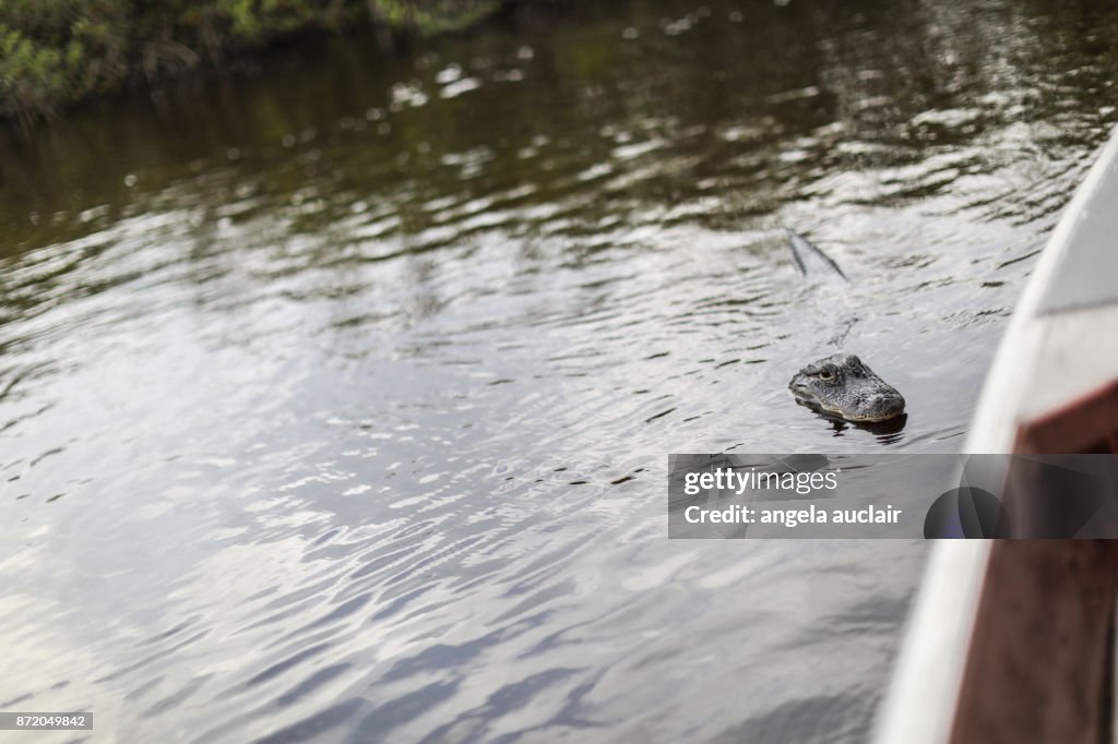 Tourist in Everglades City Airboat Ride