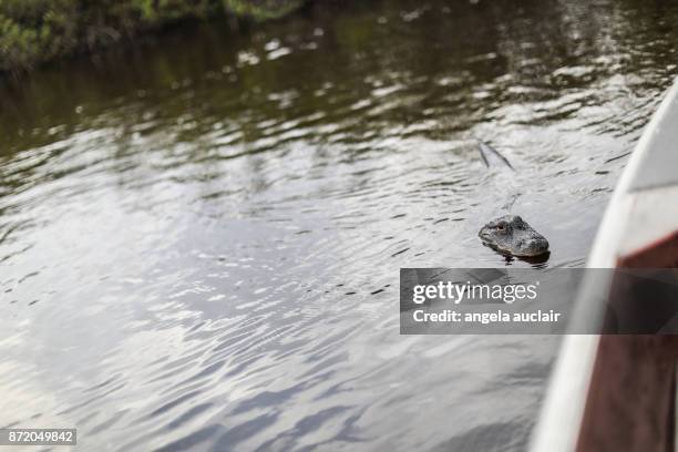 tourist in everglades city airboat ride - angela auclair stock pictures, royalty-free photos & images