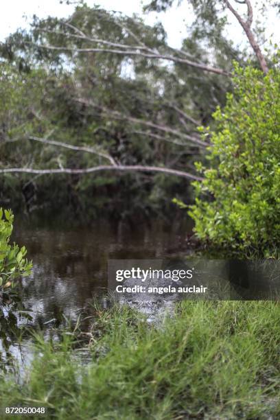 tourist in everglades city airboat ride - angela auclair fotografías e imágenes de stock