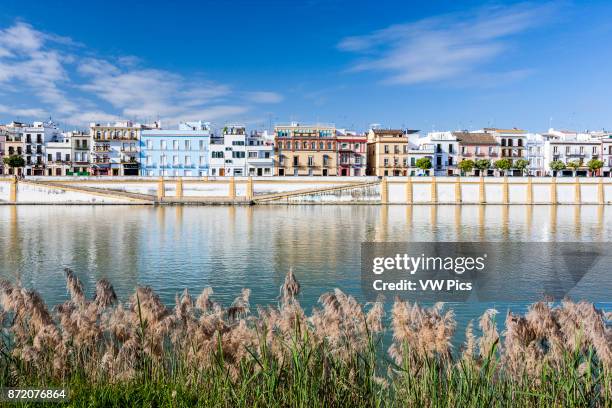 Betis treet by the Guadalquivir river, Seville, Spain.