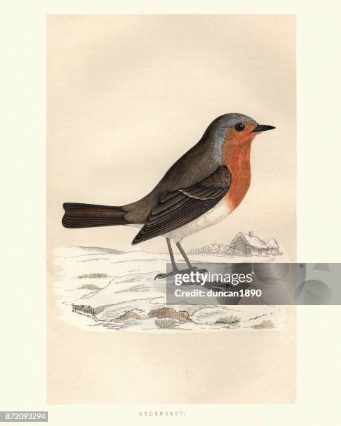 stockillustraties, clipart, cartoons en iconen met natural history, vogels, robin redbreast (erithacus rubecula) - lijster