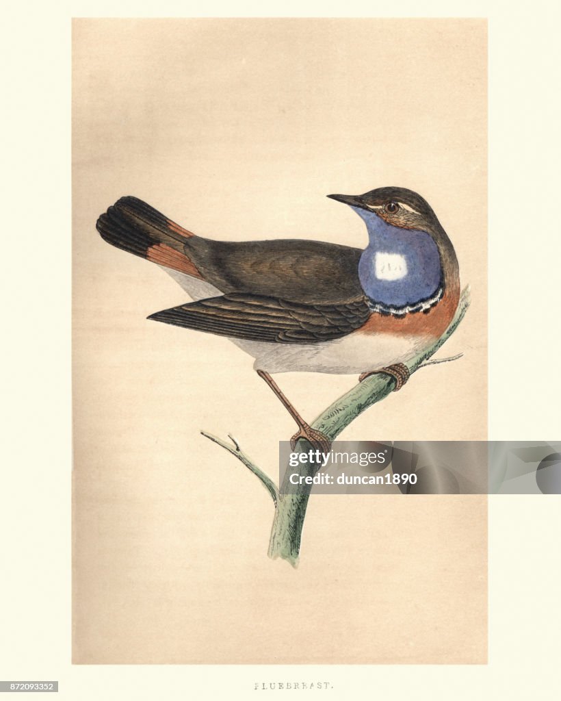 Natural History, Birds, Bluebreast