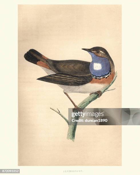 natural history, birds, bluebreast - eastern bluebird stock illustrations