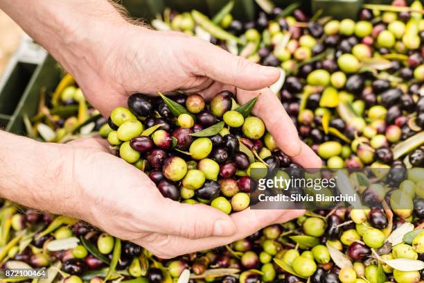 農夫藏品收穫的橄欖的關閉 - olive oil 個照片及圖片檔