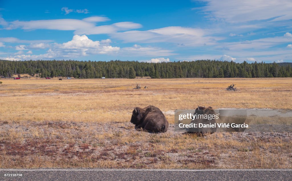 Buffalo or Bison and Wilderness in Yellowstone