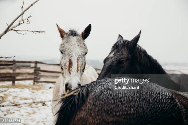 pferde weiden in einem verschneiten - alberta ranch landscape stock-fotos und bilder