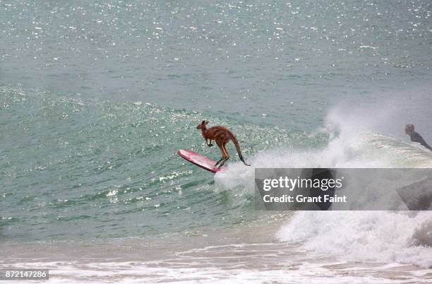 kangaroo surfing. - marsupiale foto e immagini stock