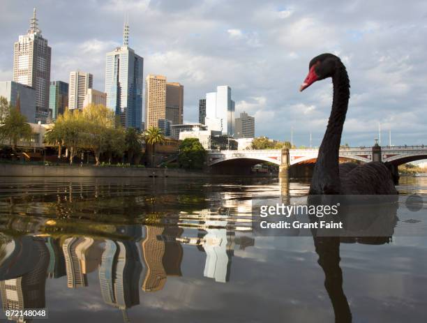 black swan on river way twilight. - zwarte zwaan stockfoto's en -beelden