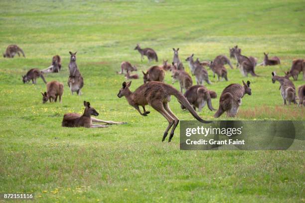 wild kangaroos in green field. - large group of animals stock pictures, royalty-free photos & images