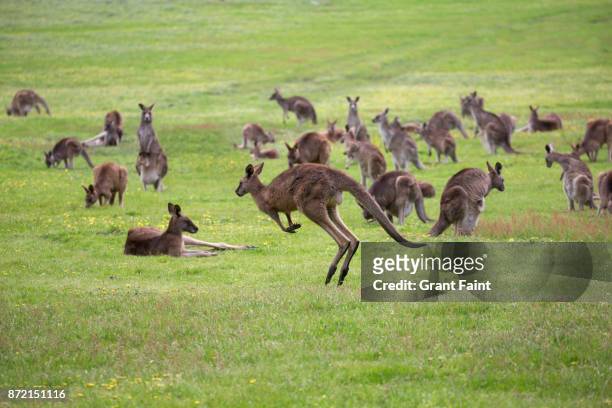 wild kangaroos in green field. - marsupial 個照片及圖片檔