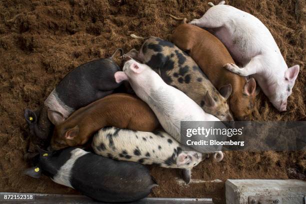 Mora Romangnola and Suino Grigio pigs rest in the pig barn at the FICO Eataly World Agri-Food Park in Bologna, Italy, on Thursday, Nov. 9, 2017....